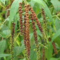 Brown Buddleja Flower seeds for Planting Seasonal Bloomer Heirloom & GMO Free Seeds for Home Garden