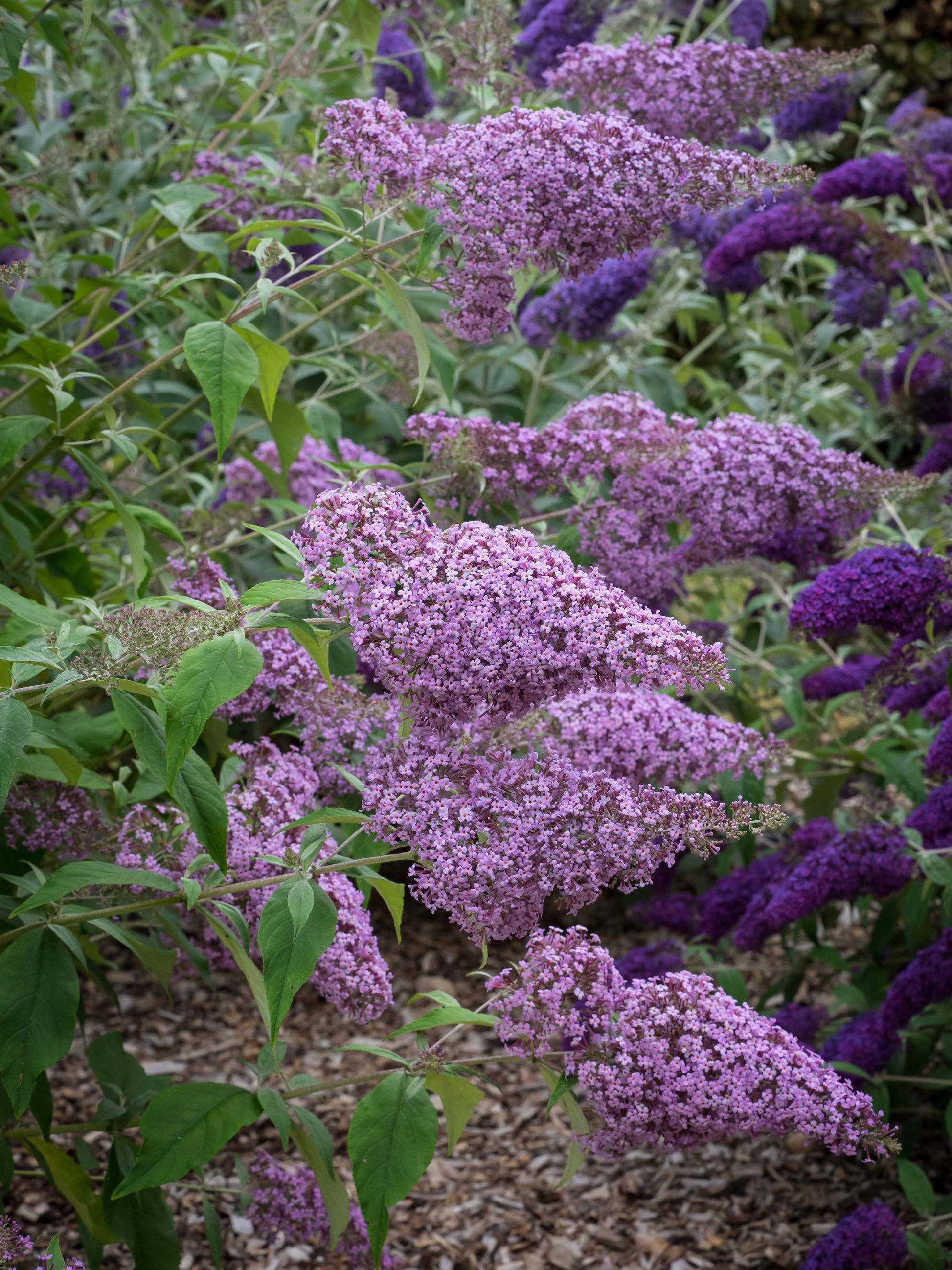 Gulliver Flower seeds for Planting - Drought Tolerant, Heirloom & GMO Free Seeds for Home Garden