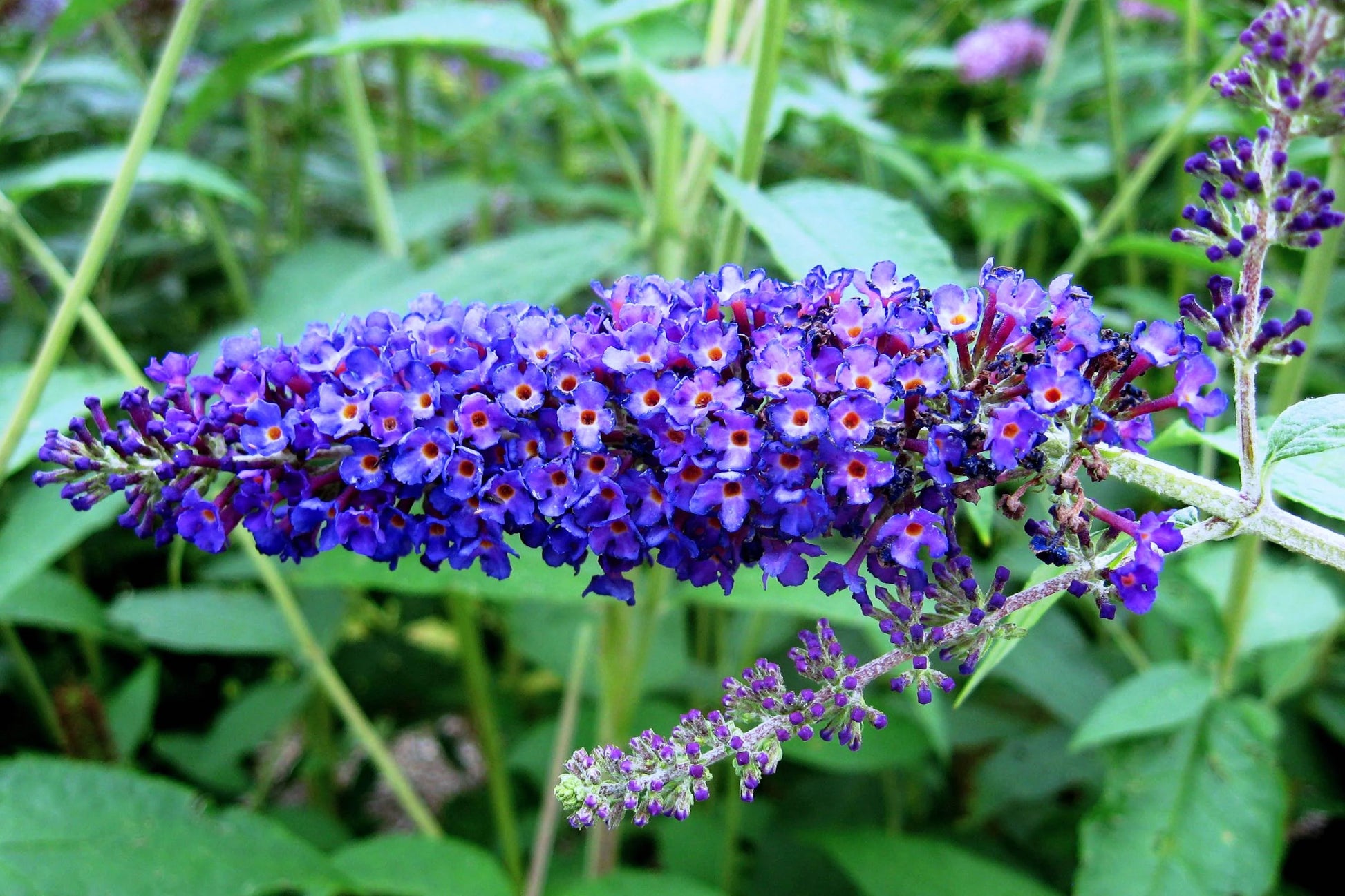 Buddleia Davidii Flower seeds for Planting Easy to Grow Heirloom & GMO Free Seeds for Home Garden 
 
 Sale