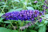 Buddleia Davidii Flower seeds for Planting Easy to Grow Heirloom & GMO Free Seeds for Home Garden 
 
 Sale