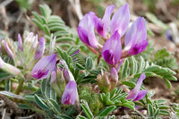 Astragalus Crassicarpus Flower seeds for Planting Bright Blooms Heirloom & GMO Free Seeds for Home Garden