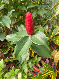 Costus Flower seeds for Planting Garden Favorite Heirloom & GMO Free Seeds for Home Garden