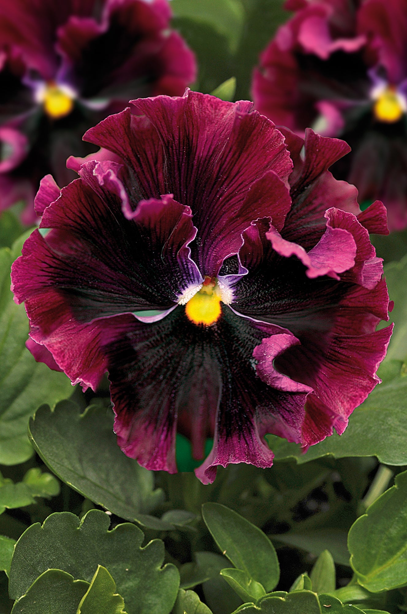 Burgundy Pansy flower seeds for easy planting