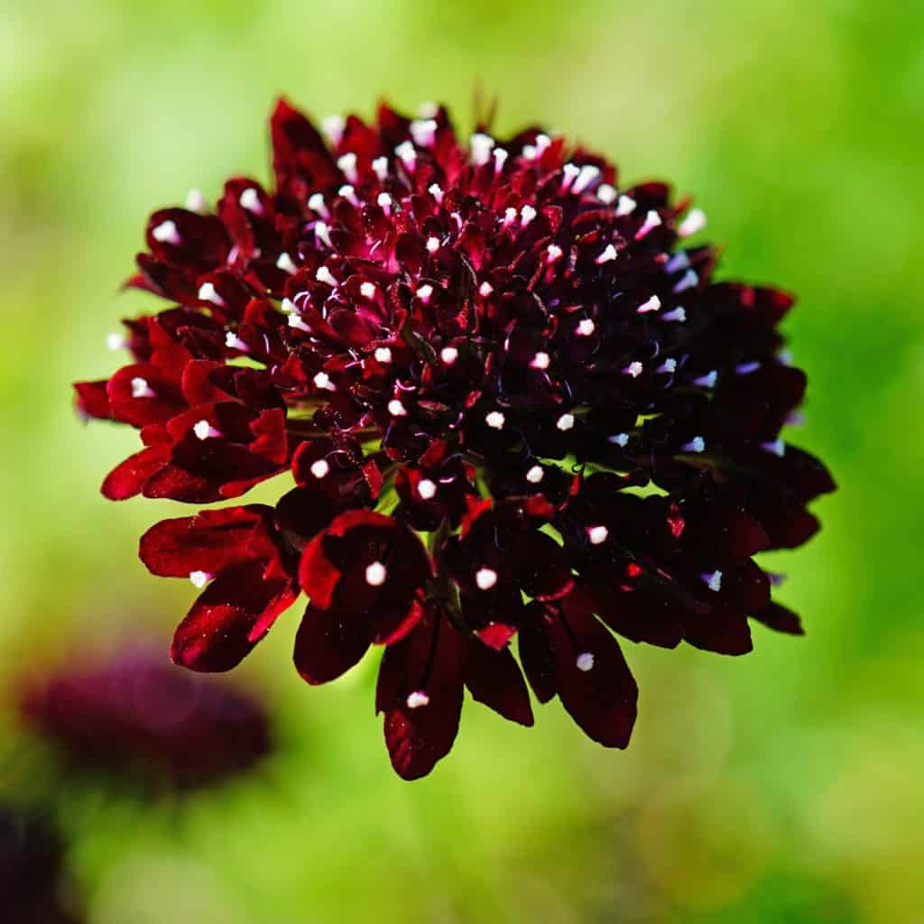Red Pincushion Flower seeds for Planting - Compact Growth, Heirloom & GMO Free Seeds for Home Garden