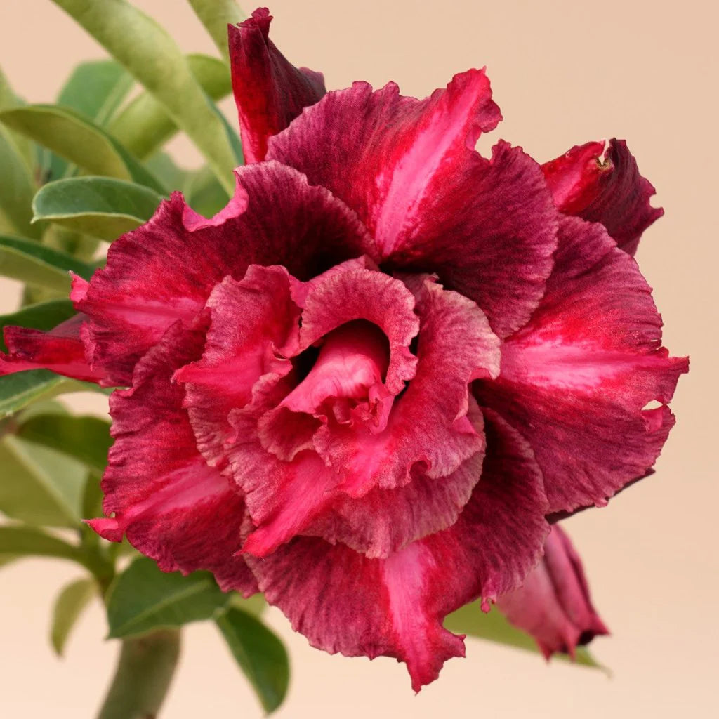 Burgundy Adenium Flower seeds for Planting Bright Blooms Heirloom & GMO Free Seeds for Home Garden 
 
 Sale