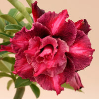 Burgundy Adenium Flower seeds for Planting Bright Blooms Heirloom & GMO Free Seeds for Home Garden 
 
 Sale