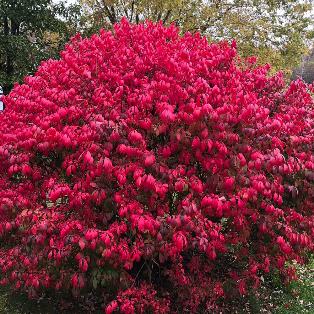 Red Burning Bush Flower seeds for Planting - Fragrant Blossoms, Heirloom & GMO Free Seeds for Home Garden