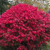 Red Burning Bush Flower seeds for Planting - Fragrant Blossoms, Heirloom & GMO Free Seeds for Home Garden