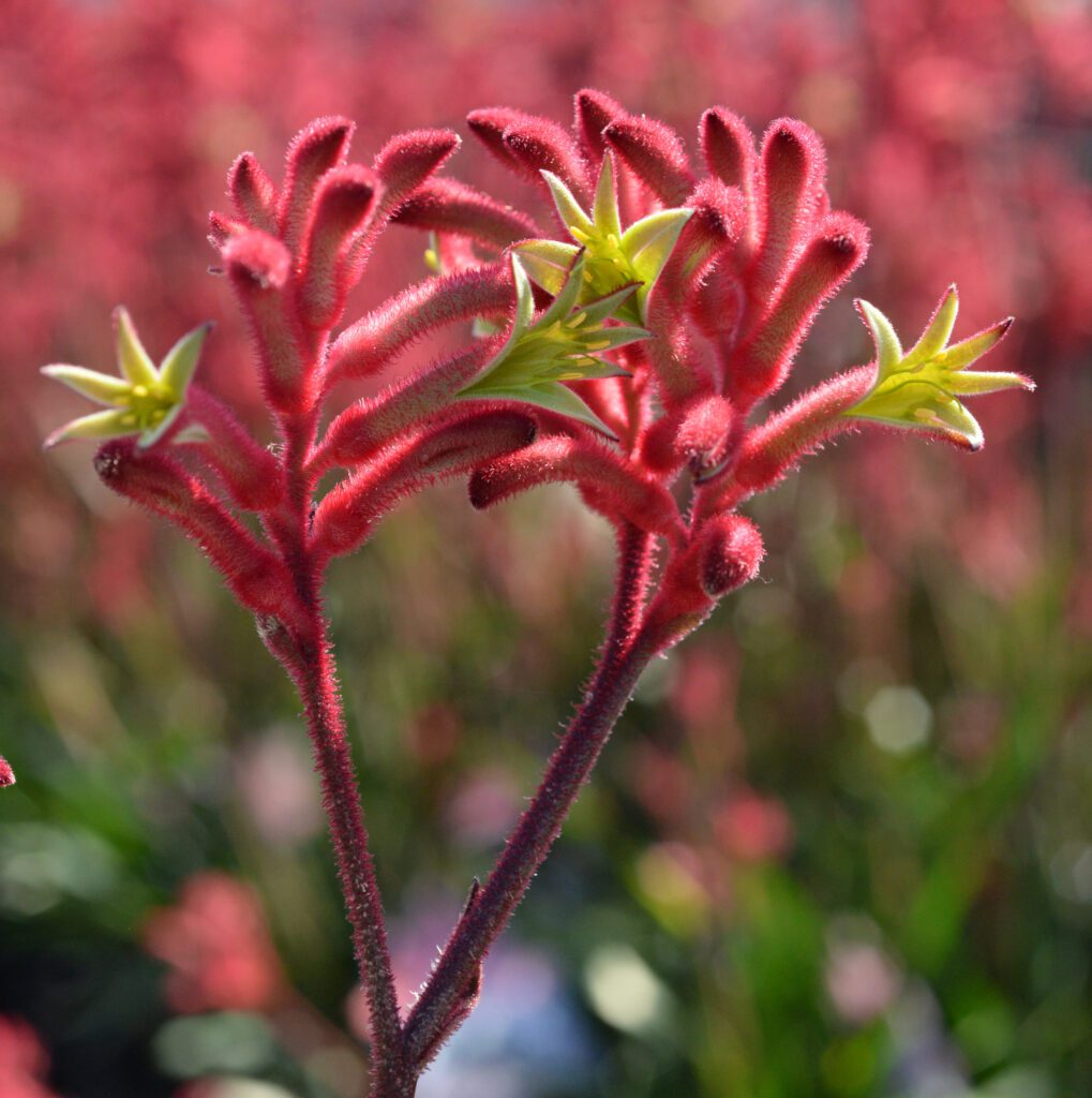 Anigozanthos Flower seeds for Planting Low Maintenance Heirloom & GMO Free Seeds for Home Garden