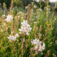 Gaura Flower seeds for Planting - Sun Loving, Heirloom & GMO Free Seeds for Home Garden