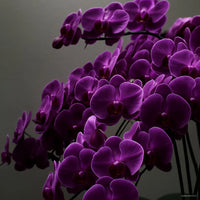 Purple Butterfly Orchid Seeds Flower seeds for Planting - Colorful Display, Heirloom & GMO Free Seeds for Home Garden