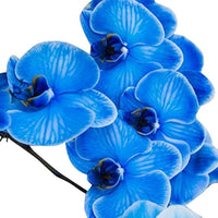 Butterfly Orchid Seeds Sky Blue for Planting
