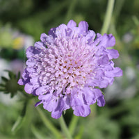 Purple Pincushion Flower seeds for Planting - Cottage Garden Essential, Heirloom & GMO Free Seeds for Home Garden
