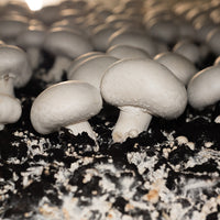 Mycelium Spawn Vegetable Seeds for Easy Planting