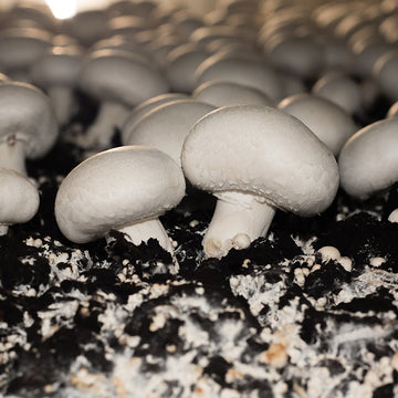 Mycelium Spawn Vegetable Seeds for Easy Planting