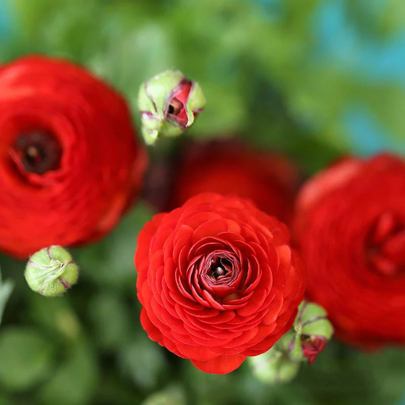 Red Ranunculus Flower Seeds Flower seeds for Planting Sun Loving Heirloom & GMO Free Seeds for Home Garden