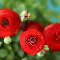 Red Ranunculus Flower Seeds Flower seeds for Planting Sun Loving Heirloom & GMO Free Seeds for Home Garden
