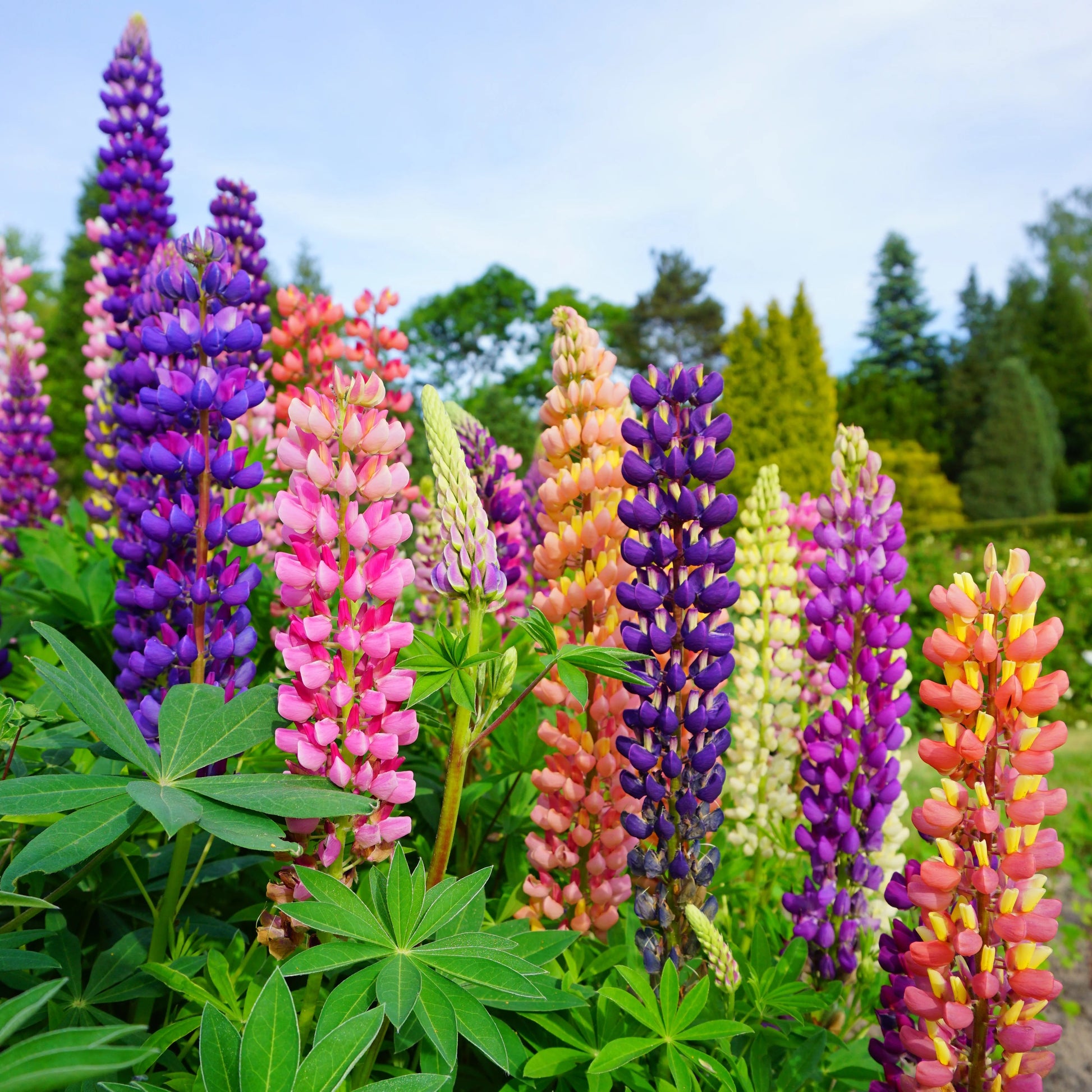 Lupine Flower seeds for Planting, Bright Blooms Heirloom & GMO Free Seeds for Home Garden