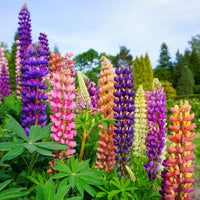 Lupine Flower seeds for Planting Drought Tolerant Heirloom & GMO Free Seeds for Home Garden