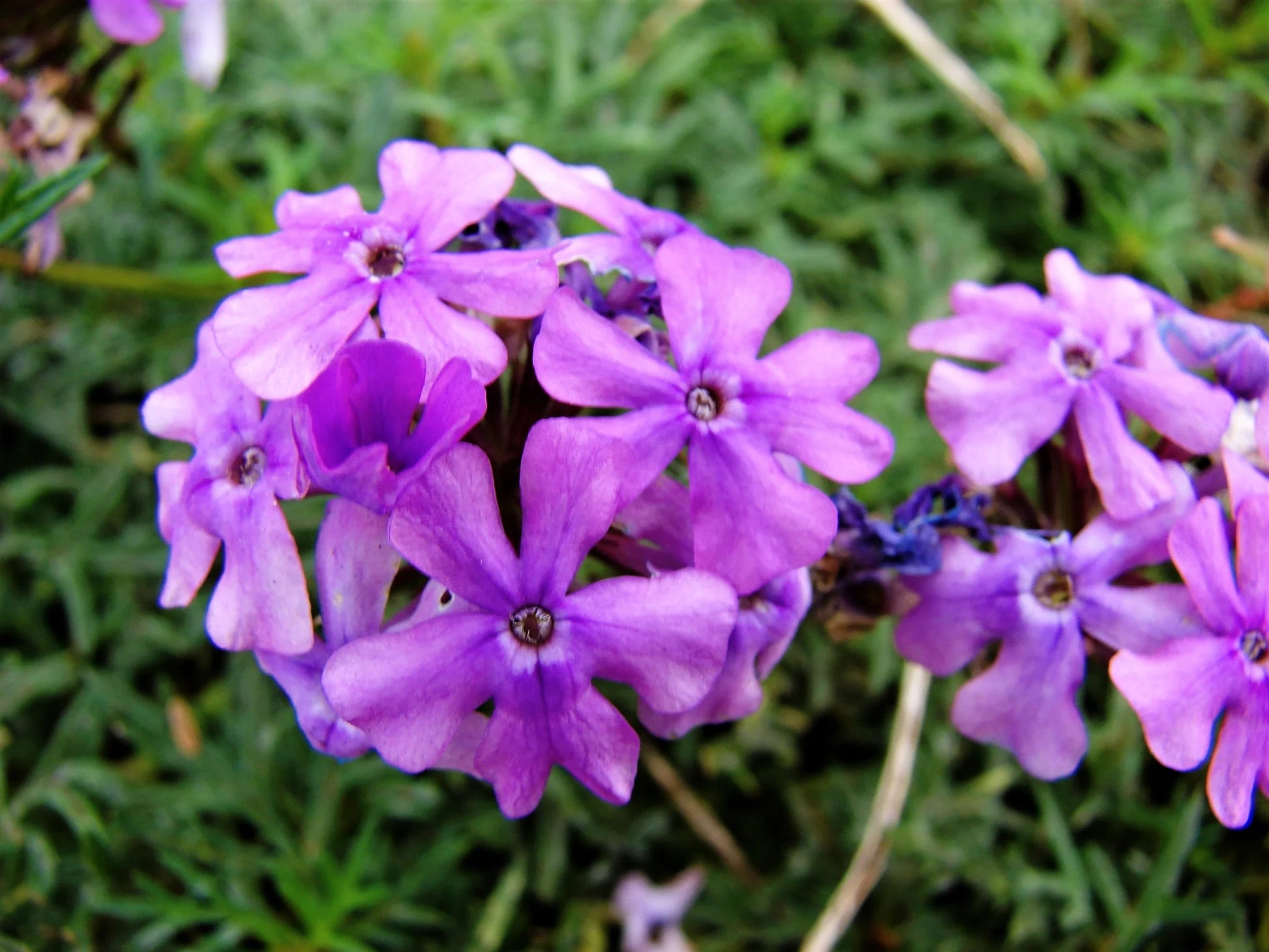 Purple Fragrant Flower seeds for Planting - Compact Growth, Heirloom & GMO Free Seeds for Home Garden