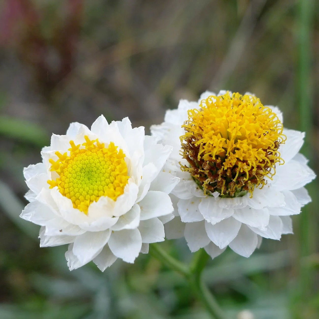 White Winged Flower seeds for Planting - Cottage Garden Essential, Heirloom & GMO Free Seeds for Home Garden