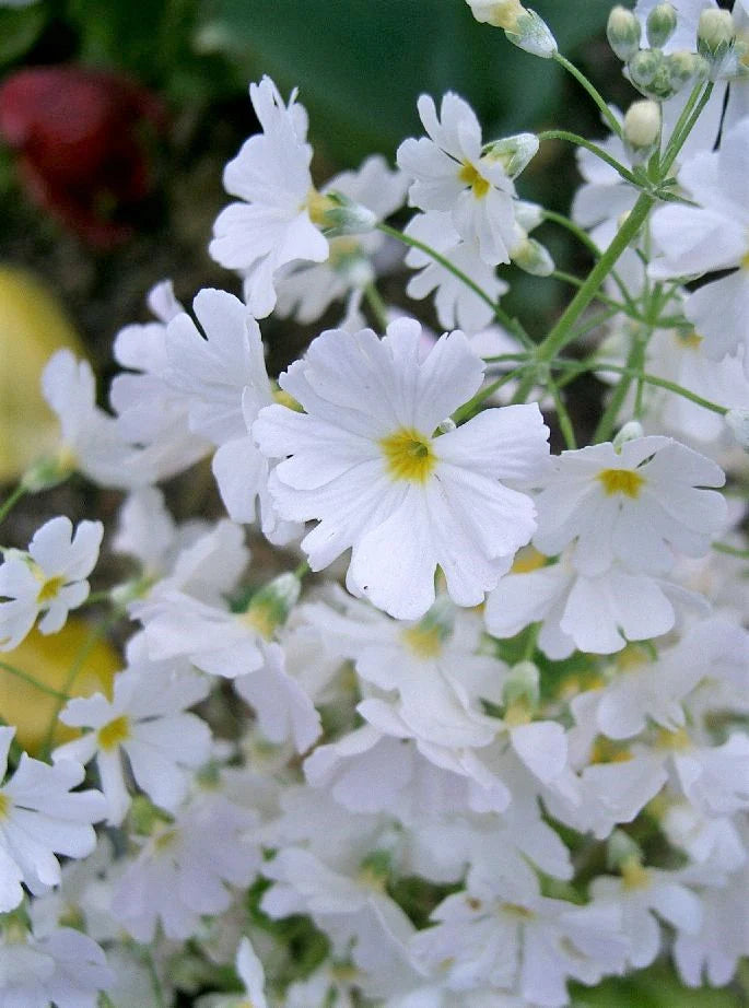 White & Yellow Primula Malacoides Flower seeds for Planting - Seasonal Bloomer, Heirloom & GMO Free Seeds for Home Garden