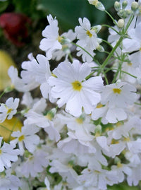 White & Yellow Primula Malacoides Flower seeds for Planting - Seasonal Bloomer, Heirloom & GMO Free Seeds for Home Garden