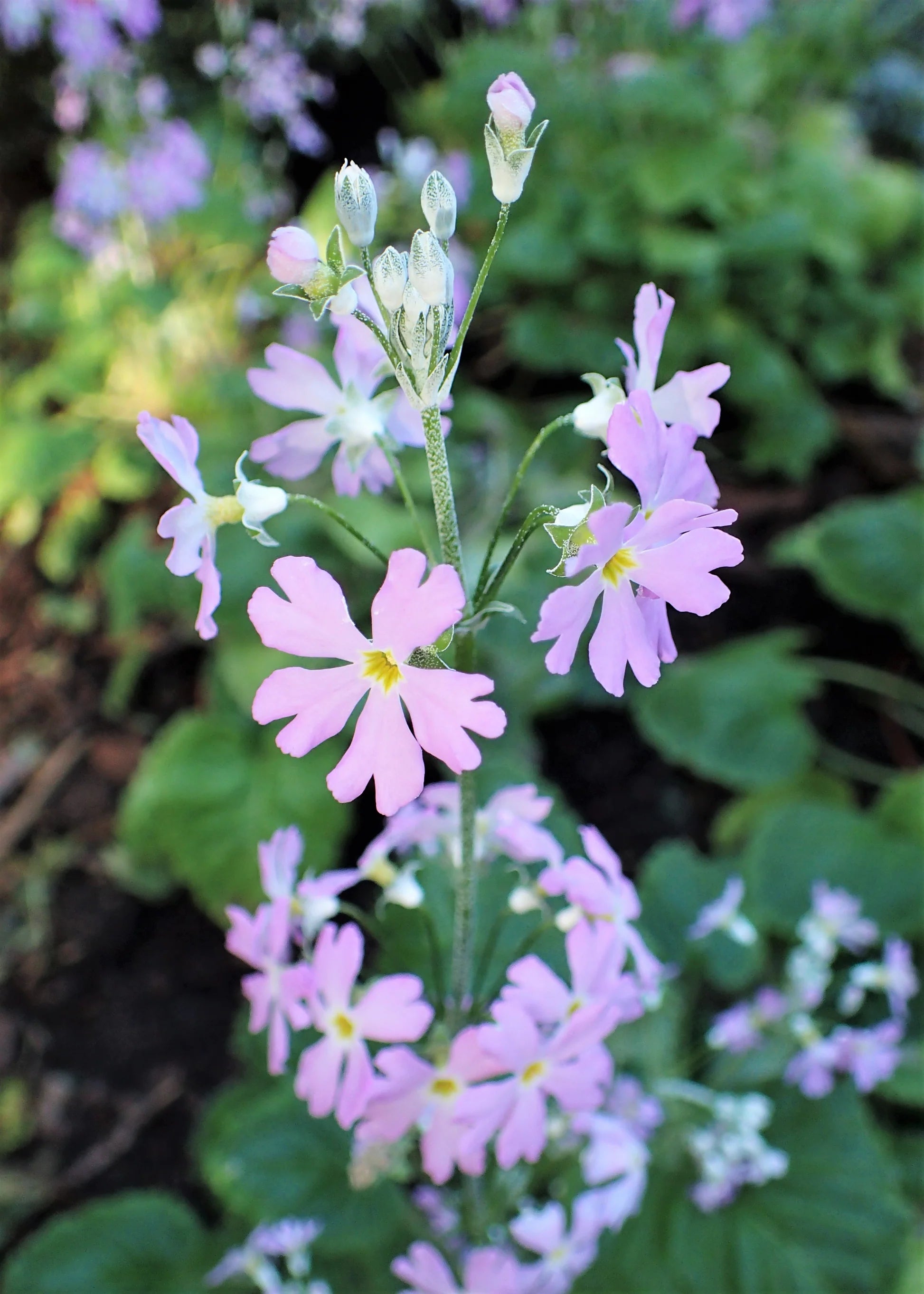 Light Pink Primula Malacoides Flower Seeds – Seasonal Bloomer Heirloom & NonGMO Seeds for Home Garden
 
 Sale