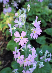 Light Pink Primula Malacoides Flower Seeds – Seasonal Bloomer Heirloom & NonGMO Seeds for Home Garden
 
 Sale