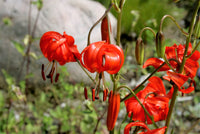 Lilium Pyrenaicum Flower seeds for Planting - Low Maintenance, Heirloom & GMO Free Seeds for Home Garden