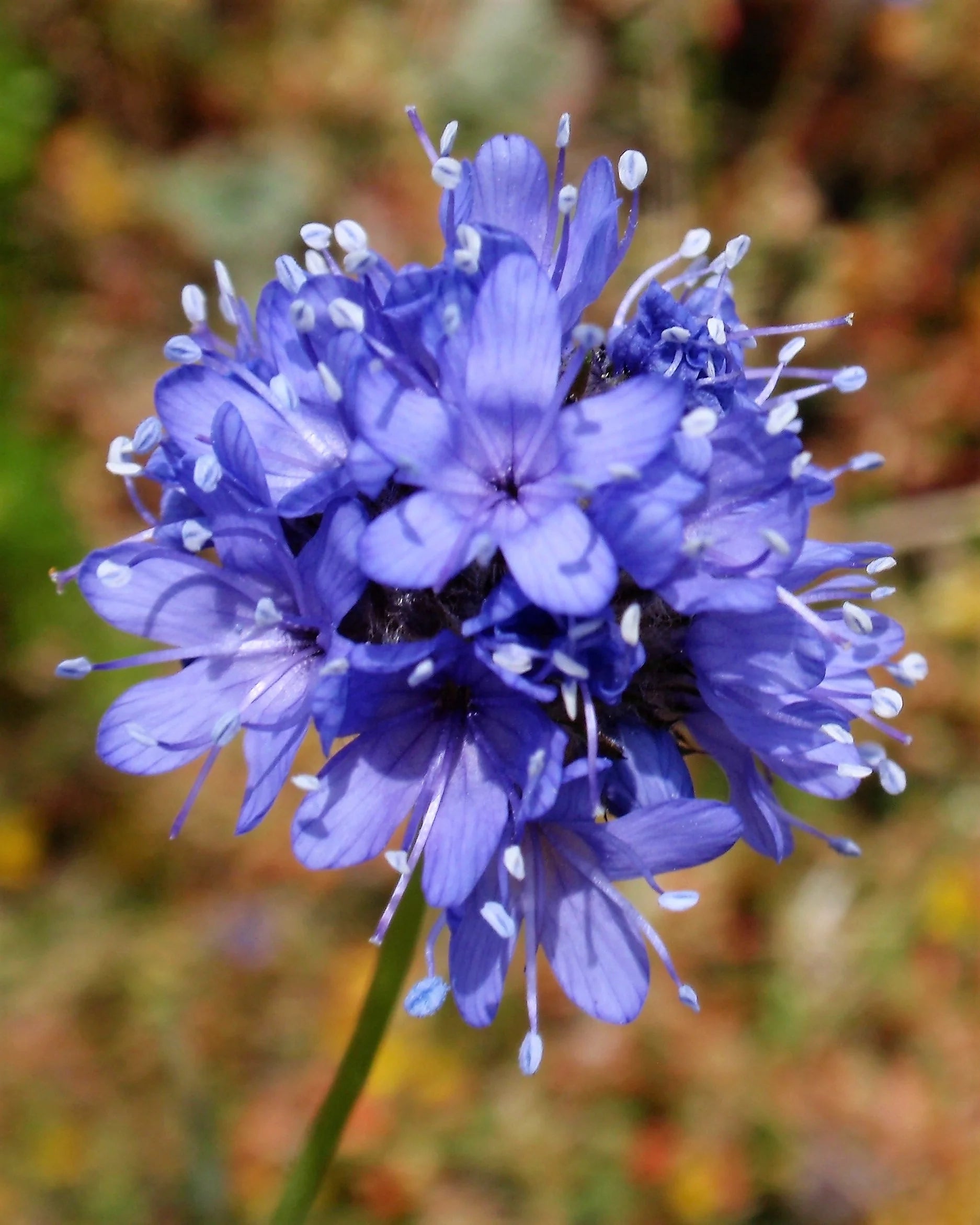 Globe Gilia Flower seeds for Planting Hardy Variety Heirloom & GMO Free Seeds for Home Garden