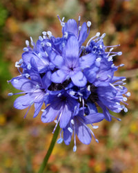 Globe Gilia Flower seeds for Planting Hardy Variety Heirloom & GMO Free Seeds for Home Garden