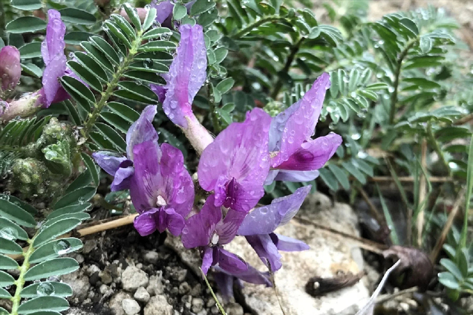Astragalus Crassicarpus Flower seeds for Planting Bright Blooms Heirloom & GMO Free Seeds for Home Garden