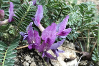 Astragalus Crassicarpus Flower seeds for Planting Bright Blooms Heirloom & GMO Free Seeds for Home Garden