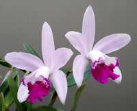 Cattleya Intermedia Flower seeds for Planting, Long Bloom Season Heirloom & GMO Free Seeds for Home Garden