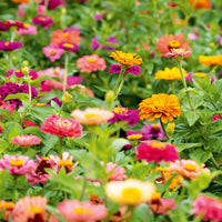 Autumn Sowing Flower seeds for Planting Easy to Grow Heirloom & GMO Free Seeds for Home Garden