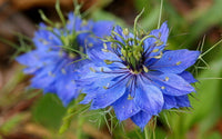 Blue Nigella Jekyll Flower seeds for Planting - Bright Blooms, Heirloom & GMO Free Seeds for Home Garden
 
 Sale seeds for planting in home garden