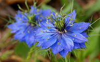 Blue Nigella Jekyll Flower seeds for Planting - Bright Blooms, Heirloom & GMO Free Seeds for Home Garden