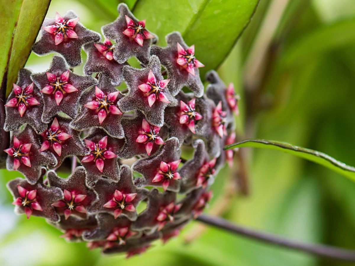 Green Black Carnosa Flower seeds for Planting Pollinator Friendly Heirloom & GMO Free Seeds for Home Garden