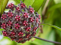 Green Black Carnosa Flower seeds for Planting Pollinator Friendly Heirloom & GMO Free Seeds for Home Garden