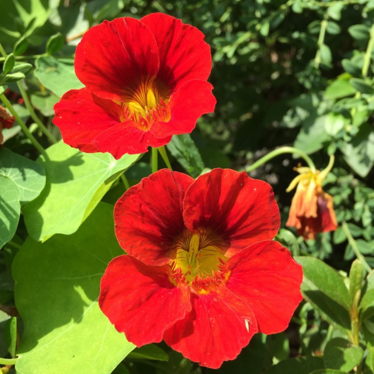 Scarlet Red Nasturtium Re-seeding Annual Flower Seeds for Colorful and Resilient Garden Blooms