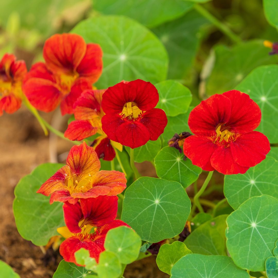 Scarlet Red Nasturtium Re-seeding Annual Flower Seeds for Colorful and Resilient Garden Blooms