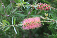 Pink Bottle Brush Flower seeds for Planting - Pollinator Friendly, Heirloom & GMO Free Seeds for Home Garden
