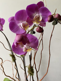 Violet Orchid Flower Seeds Fragrant Blossoms Heirloom & GMO Free Seeds for Home Garden
 
 Sale