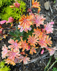 Strain Flower Seeds – Various Species for Planting in Flower Bed