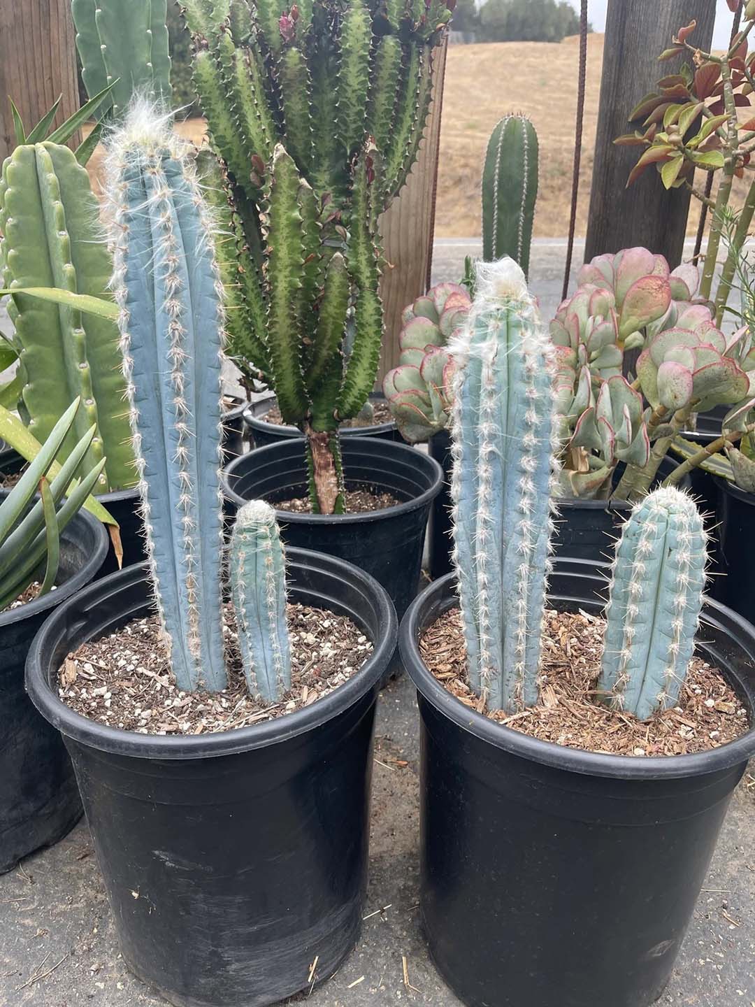 Blue Pilosocereus Flower seeds for Planting - Drought Tolerant, Heirloom & GMO Free Seeds for Home Garden