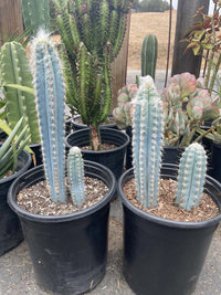 Blue Pilosocereus Flower seeds for Planting - Drought Tolerant, Heirloom & GMO Free Seeds for Home Garden