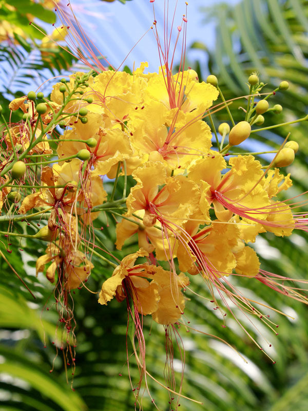 Yellow Caesalpinia Flower Seeds Garden Favorite Heirloom & GMO Free Seeds for Home Garden
 
 Sale