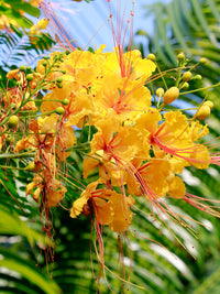 Yellow Caesalpinia Flower Seeds Garden Favorite Heirloom & GMO Free Seeds for Home Garden
 
 Sale