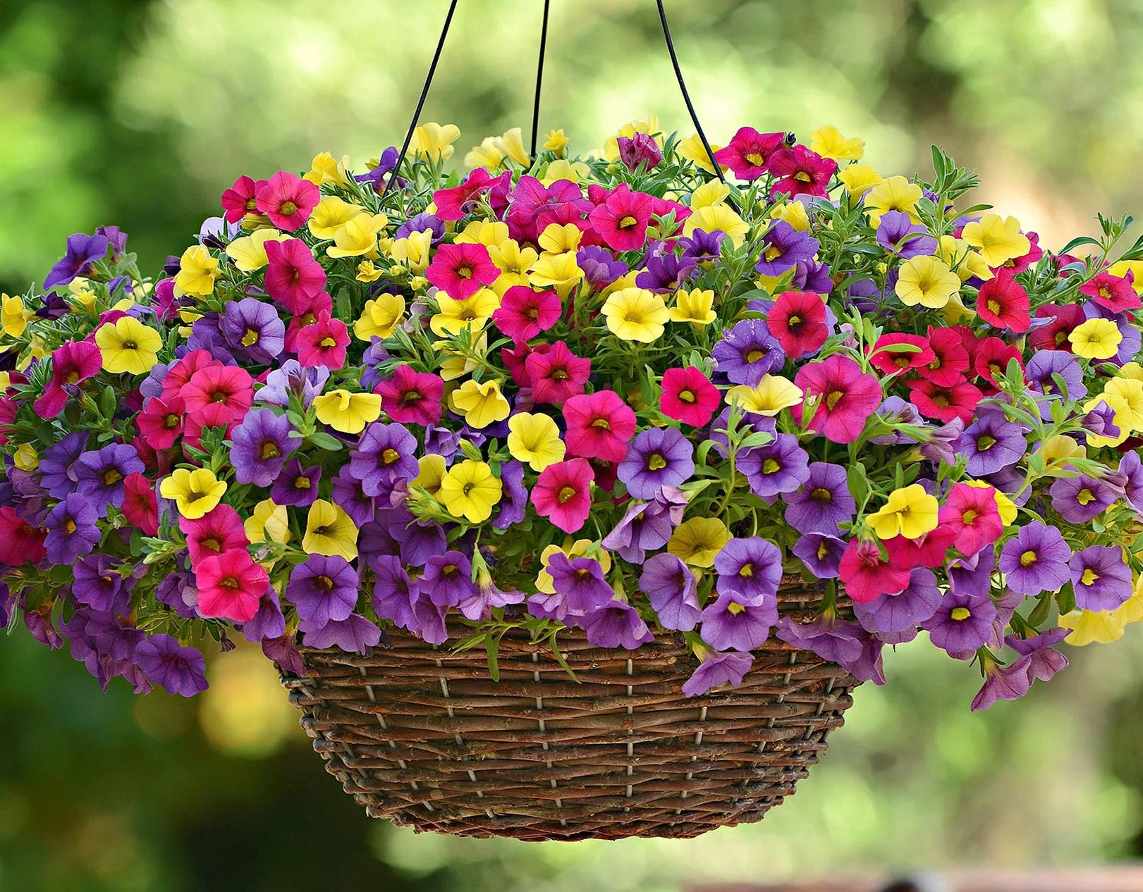 Mixed Calibrachoa Flower seeds for Planting Perfect for Borders Heirloom & GMO Free Seeds for Home Garden 
 
 Sale